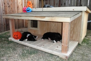 Dexter and Shyla - California